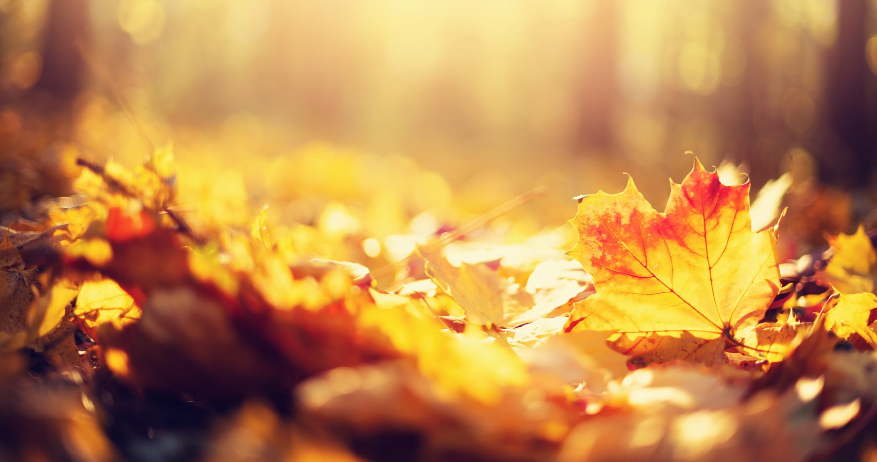 maisons concept automne